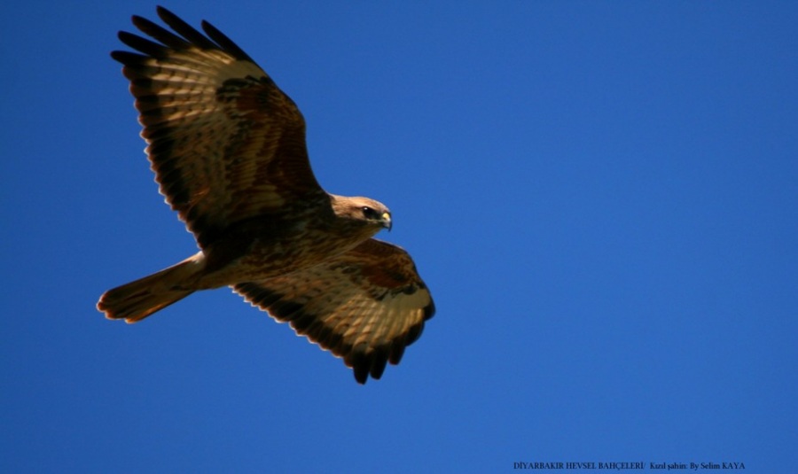 Long-legged Buzzard