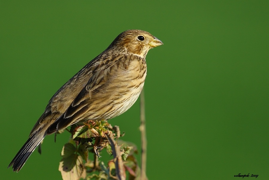 Corn Bunting