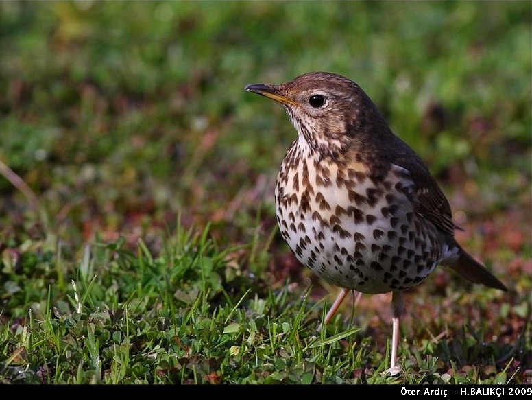 Song Thrush