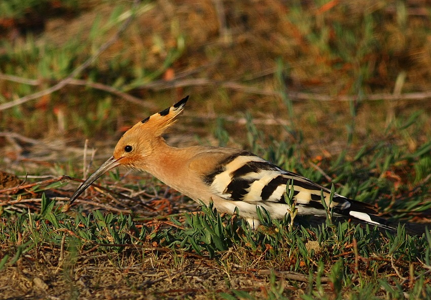 Common Hoopoe