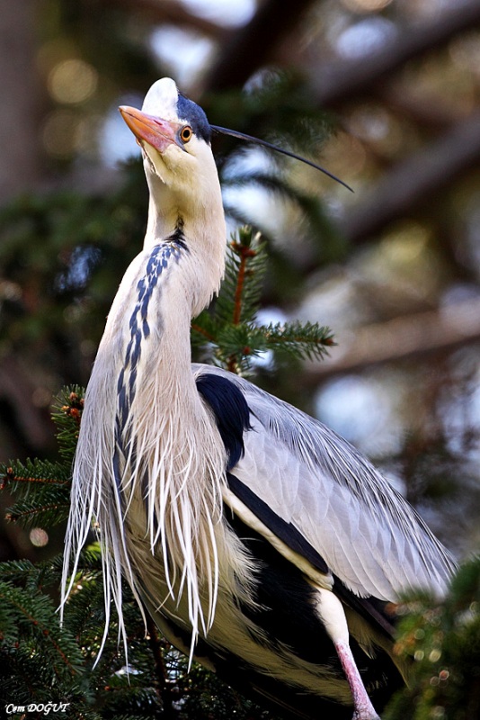 Grey Heron