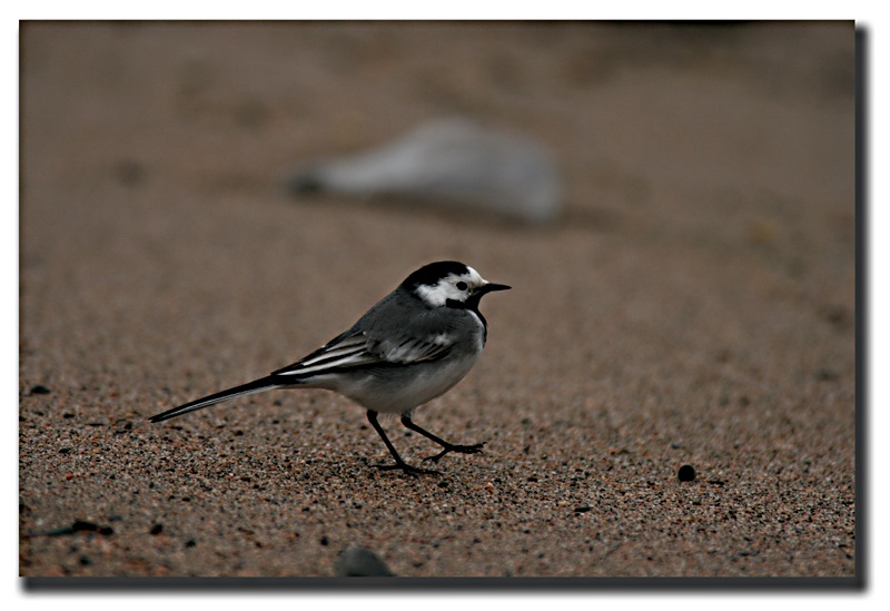 White Wagtail