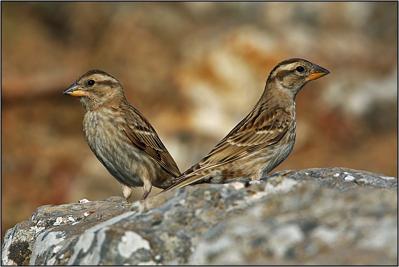 Rock Sparrow