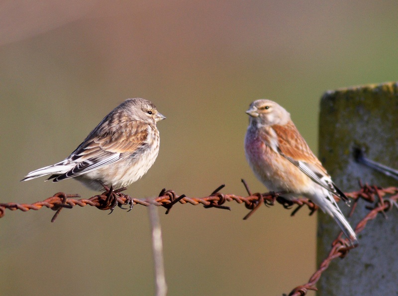 Common Linnet