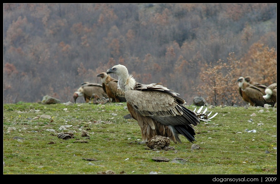 Griffon Vulture