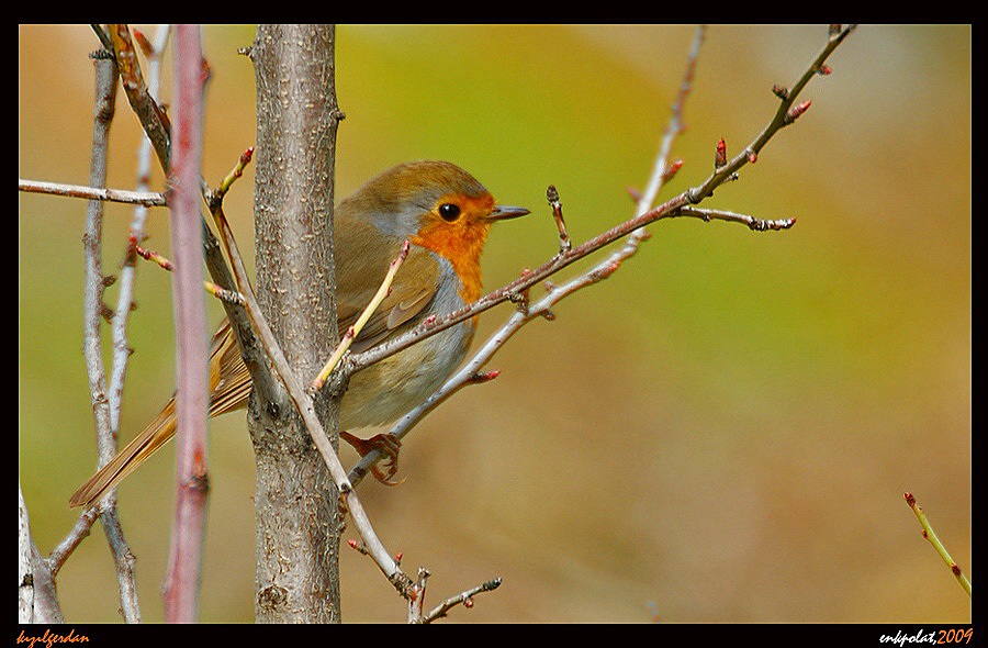 European Robin