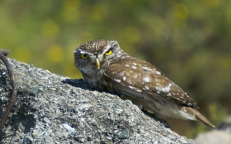 Little Owl