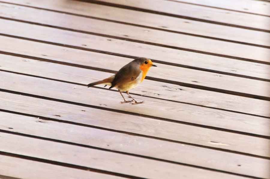 European Robin