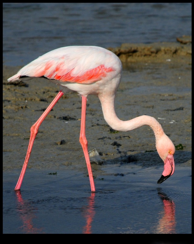 Greater Flamingo