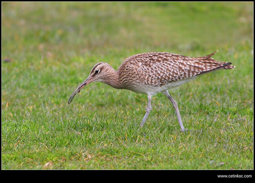 Eurasian Whimbrel