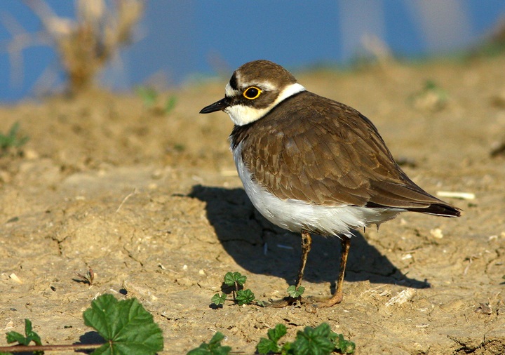 Little Ringed Plover