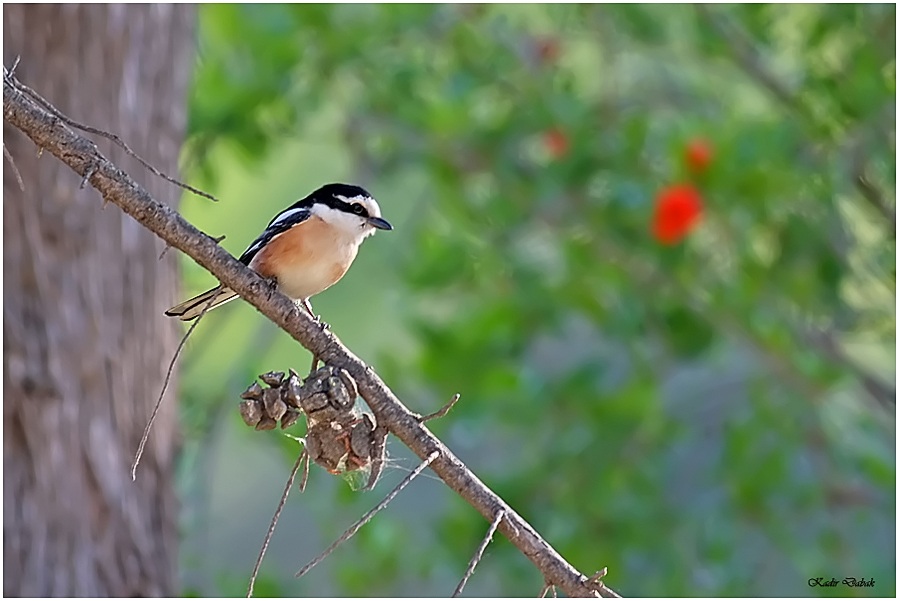 Masked Shrike