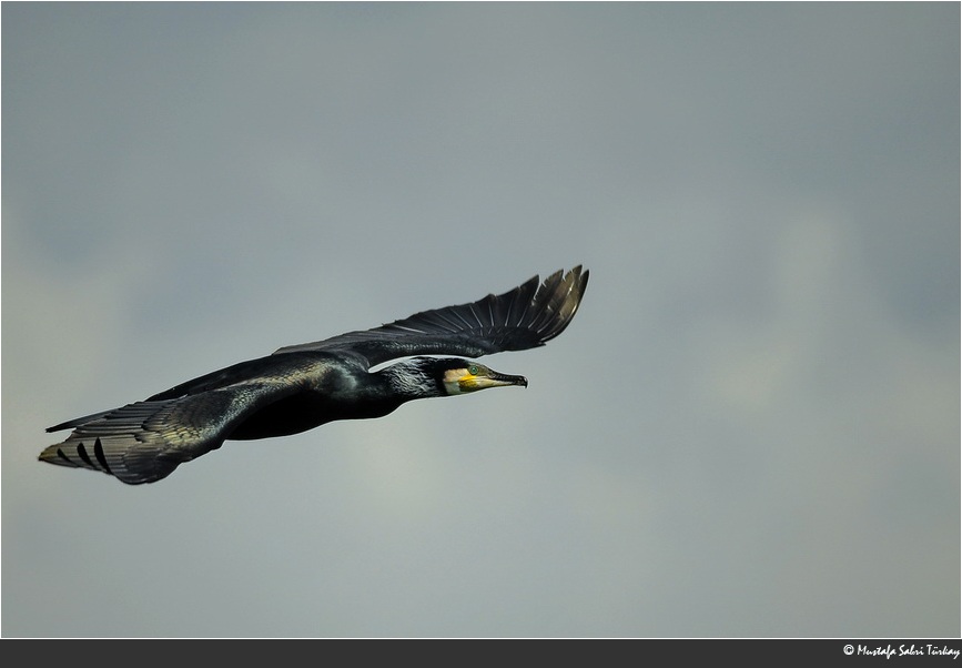 Great Cormorant