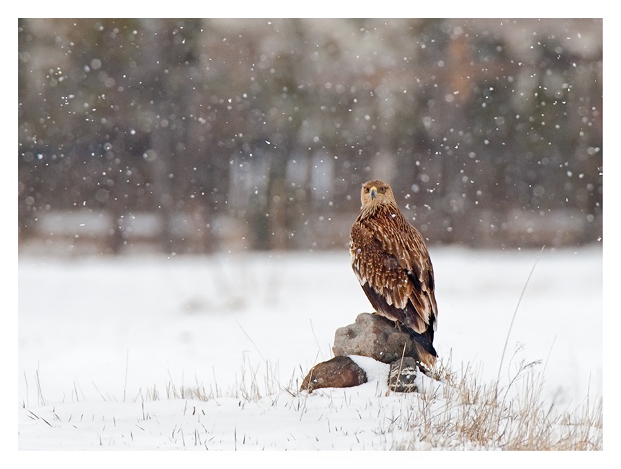 Eastern Imperial Eagle