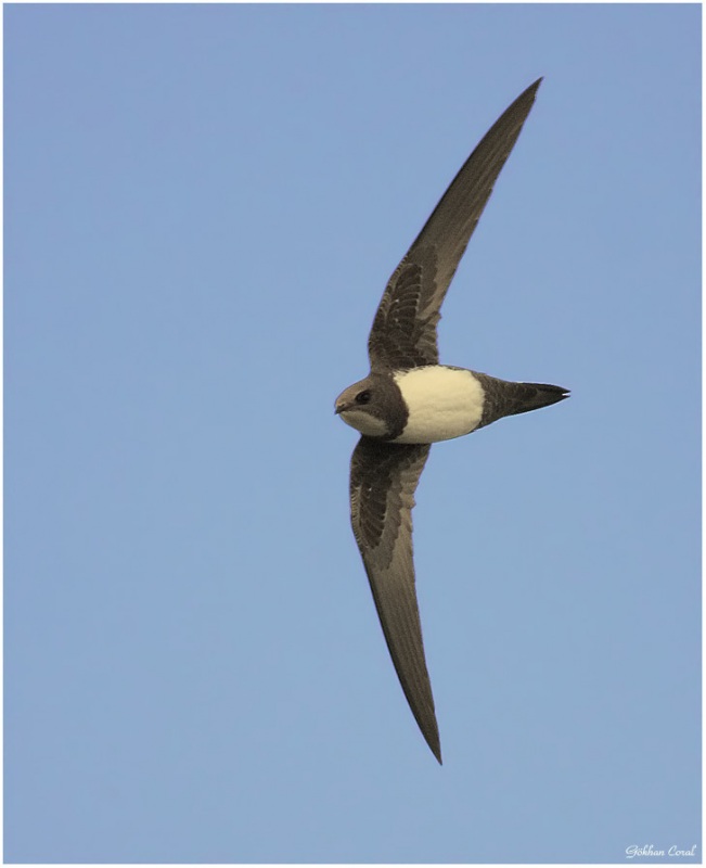 Alpine Swift