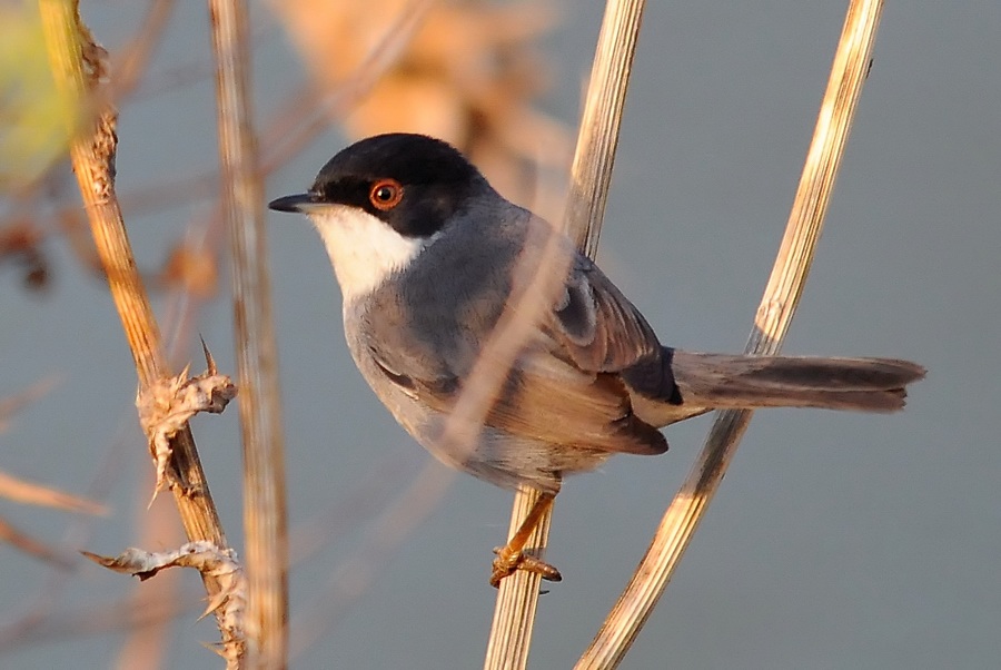 Sardinian Warbler
