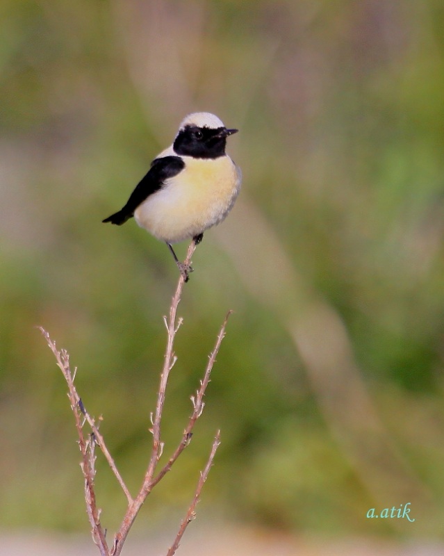 Black-eared Wheatear