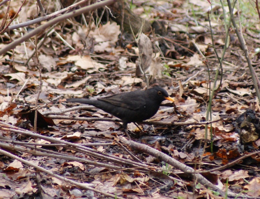 Common Blackbird