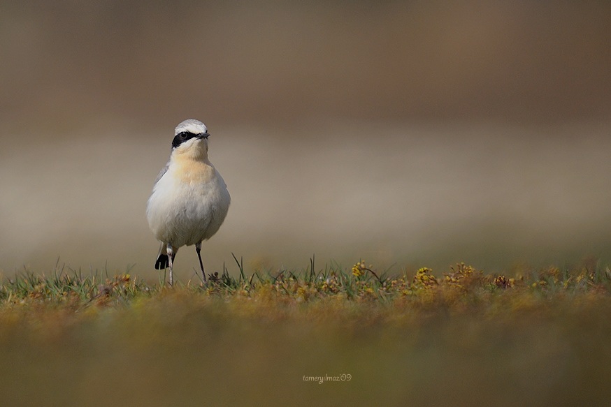 Northern Wheatear