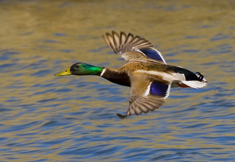 Mallard