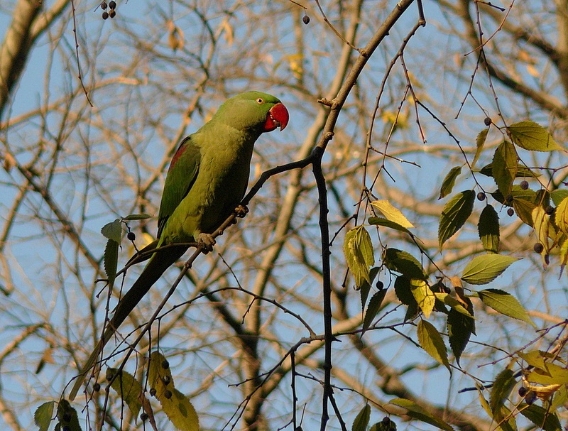 Alexandrine Parakeet