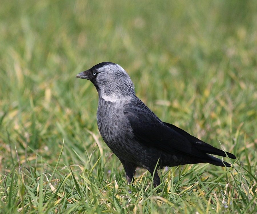 Western Jackdaw