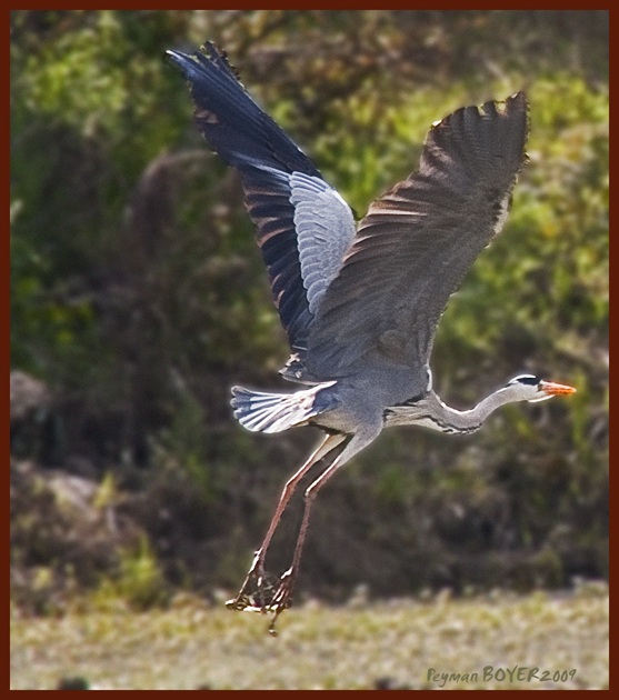 Grey Heron