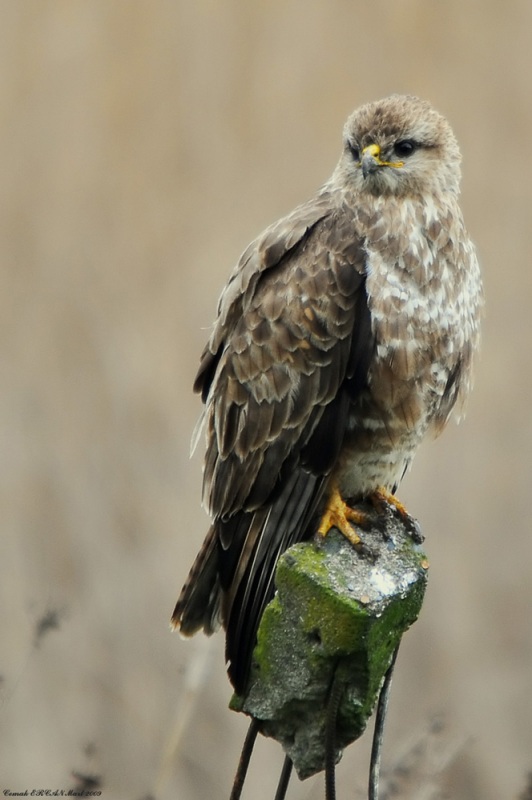 Common Buzzard