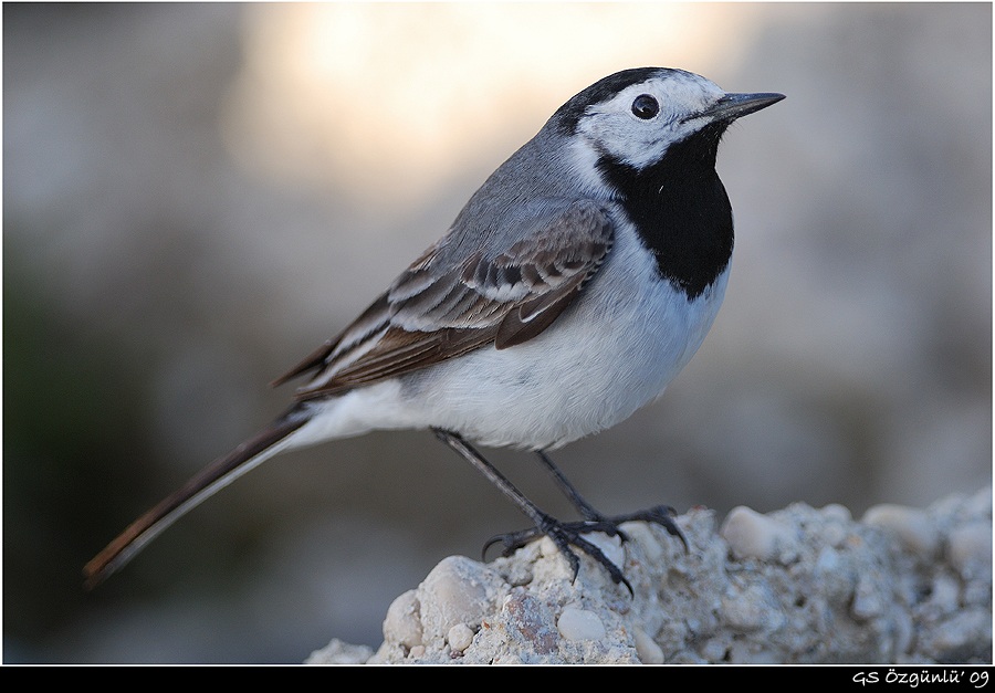 White Wagtail
