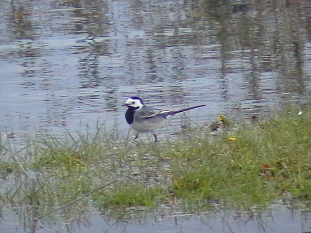 White Wagtail