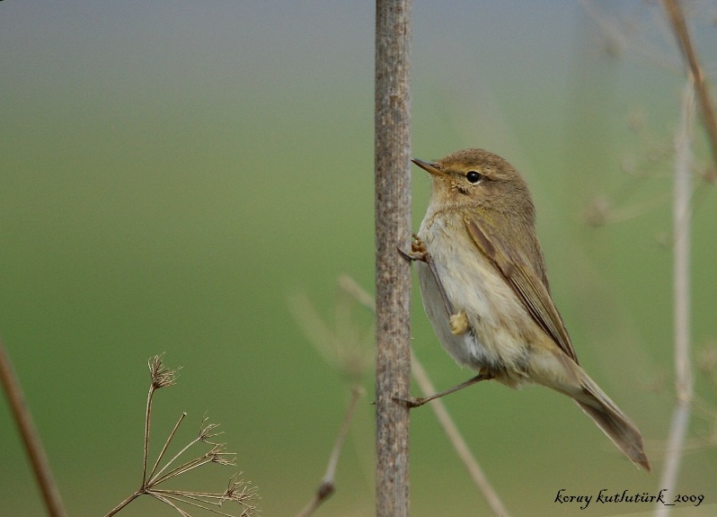 Common Chiffchaff
