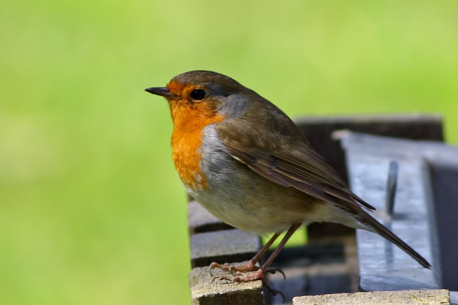 European Robin