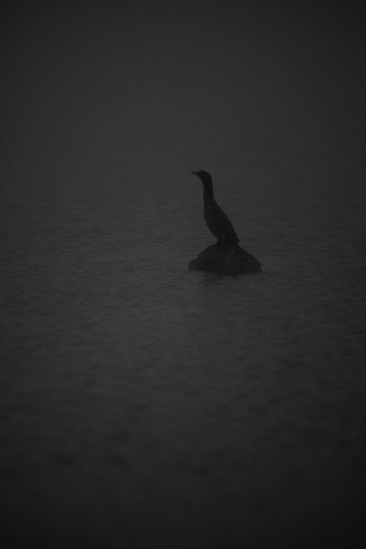Great Cormorant
