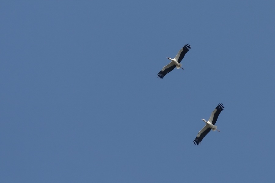White Stork