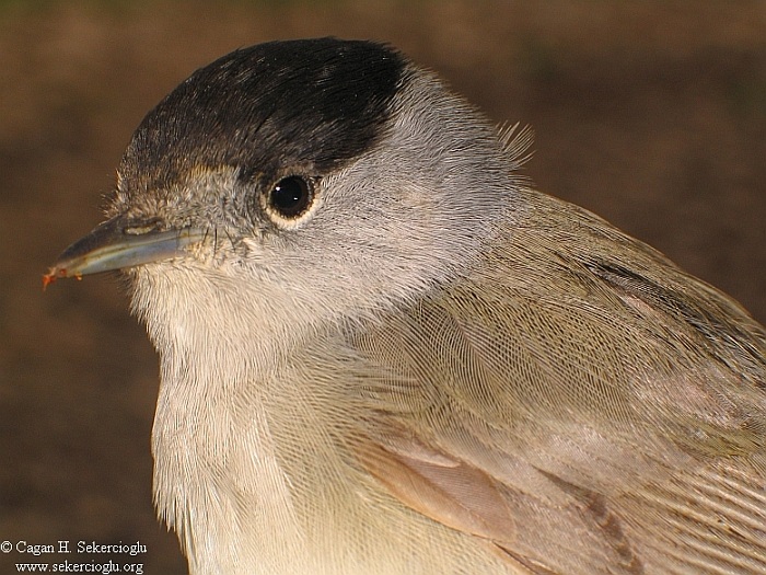 Eurasian Blackcap