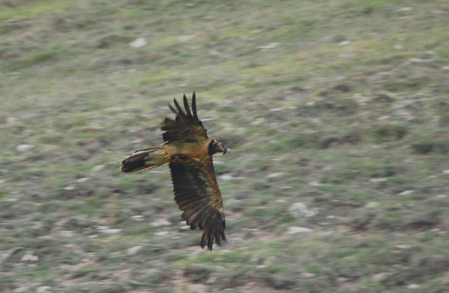 Bearded Vulture