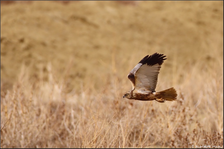 Western Marsh Harrier