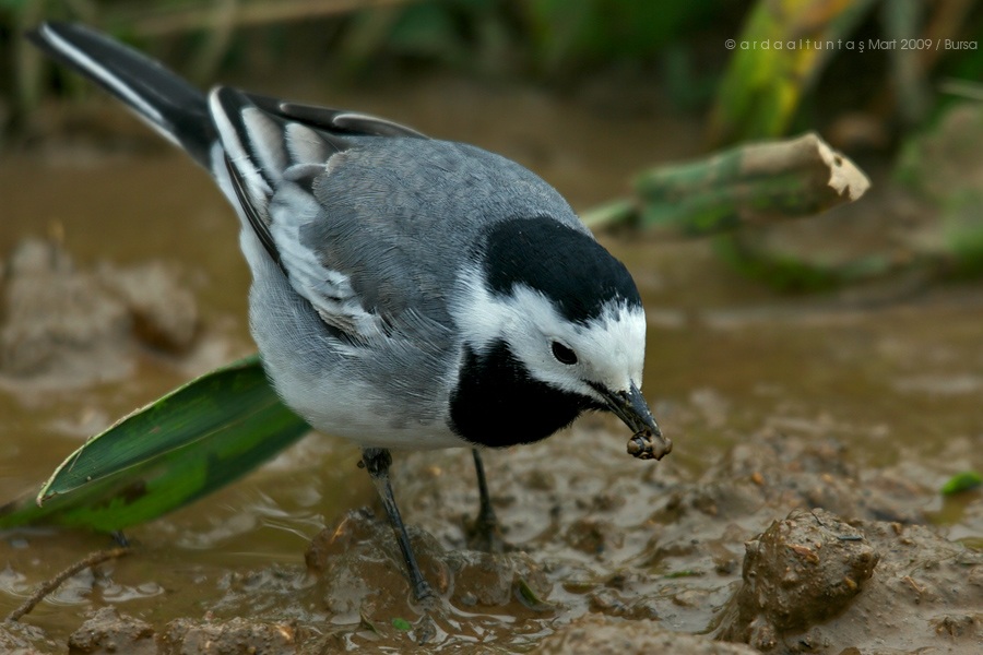 White Wagtail
