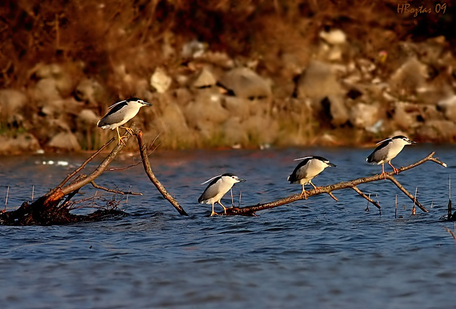 Black-crowned Night Heron