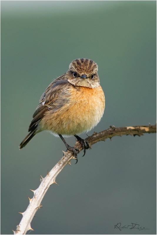 European Stonechat