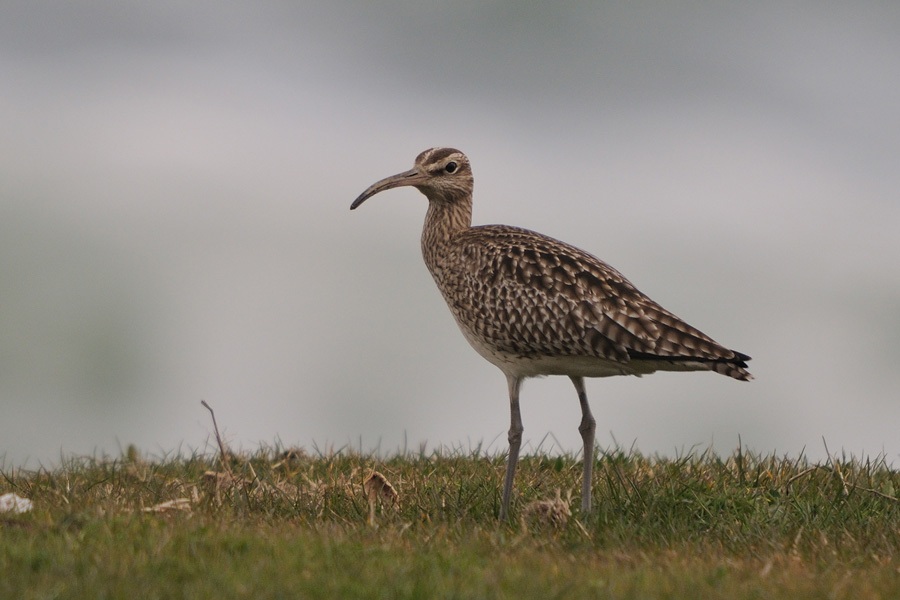 Eurasian Whimbrel