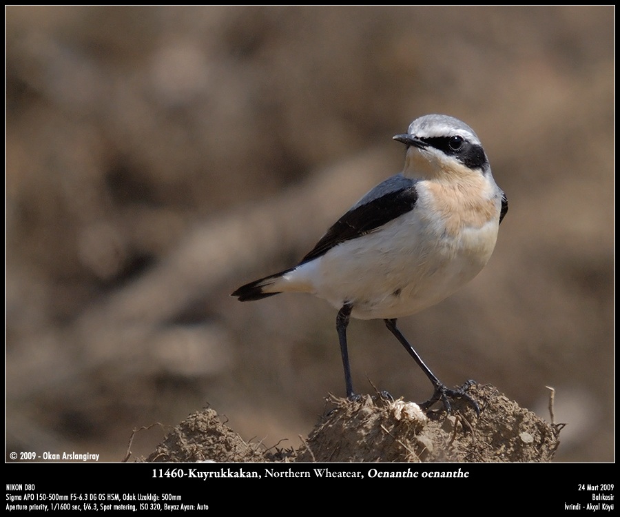 Northern Wheatear