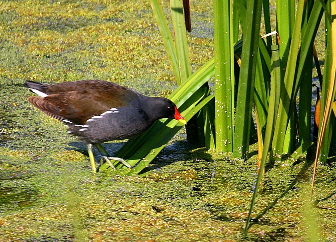 Common Moorhen