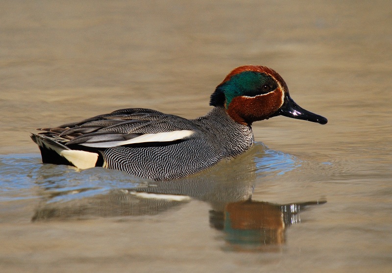 Eurasian Teal