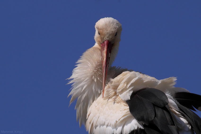 White Stork