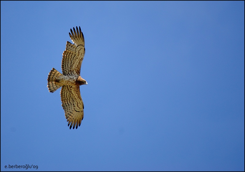 Short-toed Snake Eagle