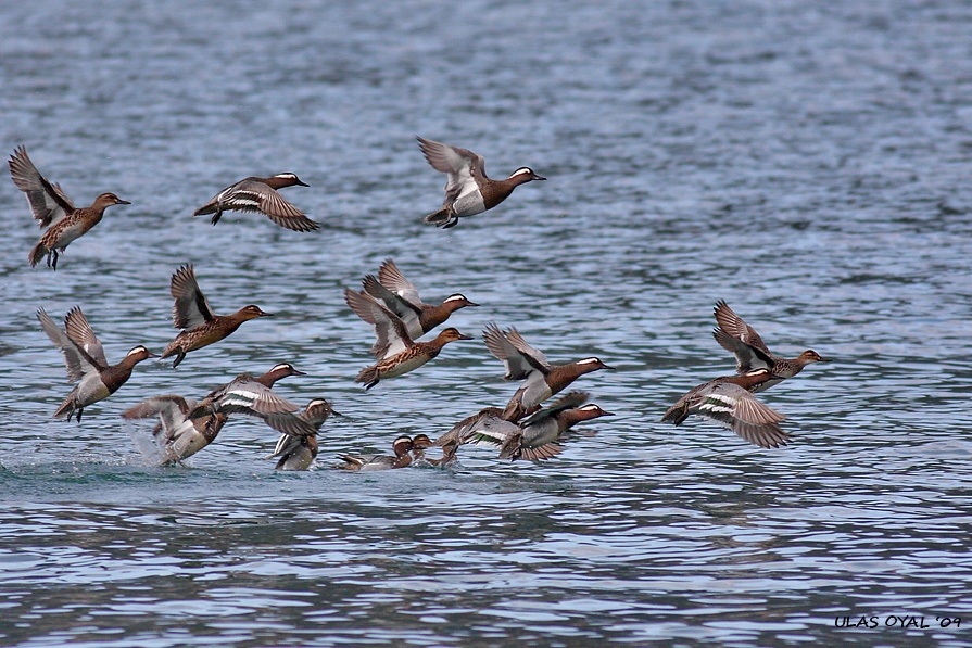 Garganey