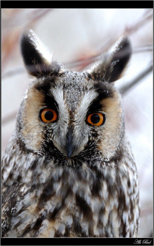 Long-eared Owl