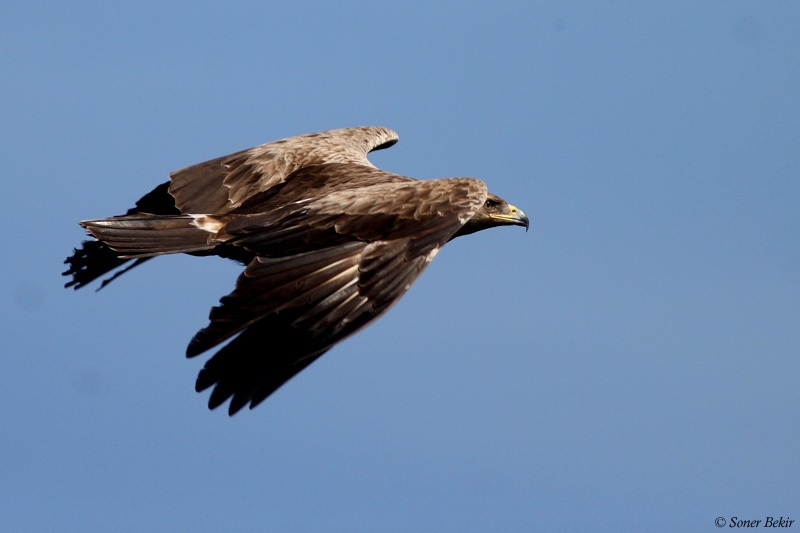 Lesser Spotted Eagle