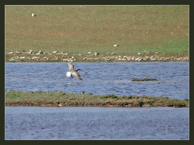 Eurasian Curlew